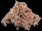 Natural Red Quartz Crystals - Morocco #51842-1